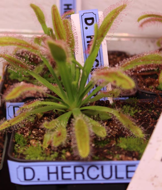 Live Sundew  HERCULES x Seed Grown