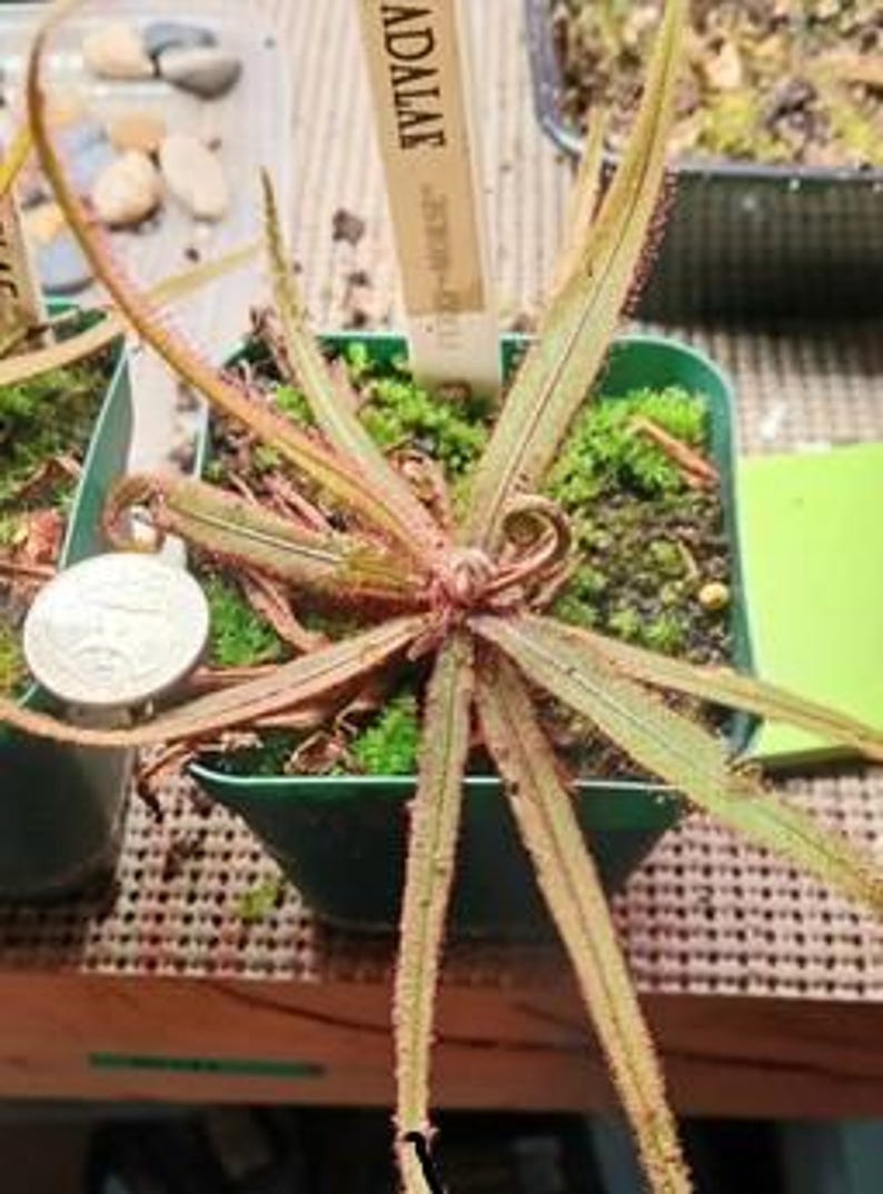 Sundew Roots CARNIVOROUS LIVE Lance-leaved Sundew (from Root Cuttings) - Etsy
