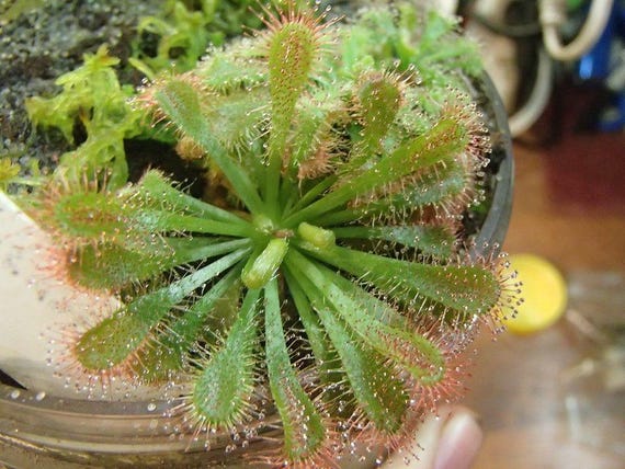 SUNDEW IVANS Australian  3-way X Seed Grown Open Pollenated