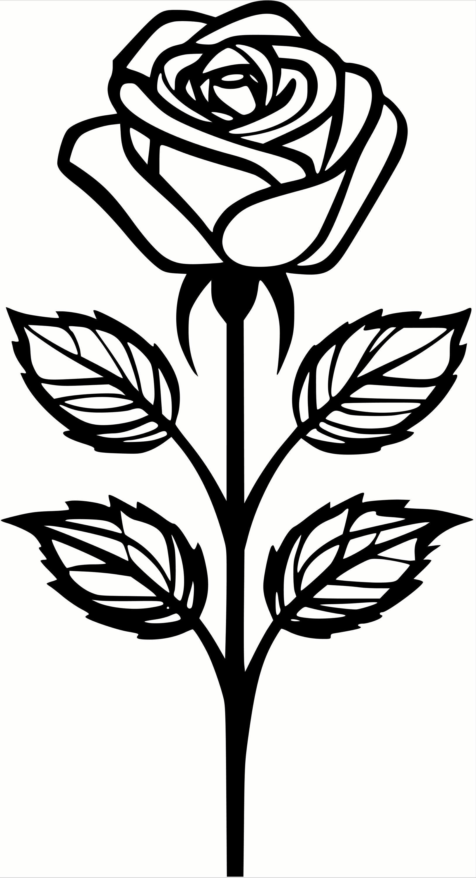 Classic Rose SVG & PNG