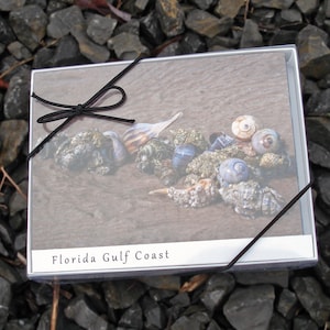 Photo Notecard Box gesetzt Florida Golf Küste qty 8 mit Umschlägen 10x14cm
