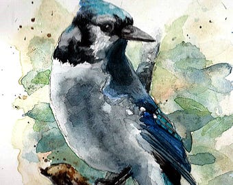 Lámina de acuarela de arrendajo azul: obra de arte de aves firmada