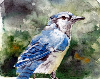 Lámina de acuarela de un arrendajo azul posando: obra de arte de aves firmada.