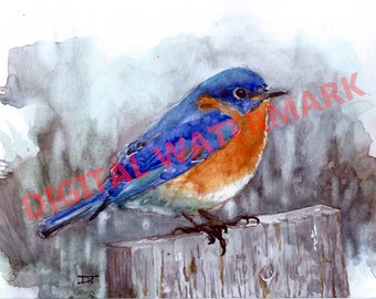 Blue Bird Watercolor - Backyard Bird - Digital Download