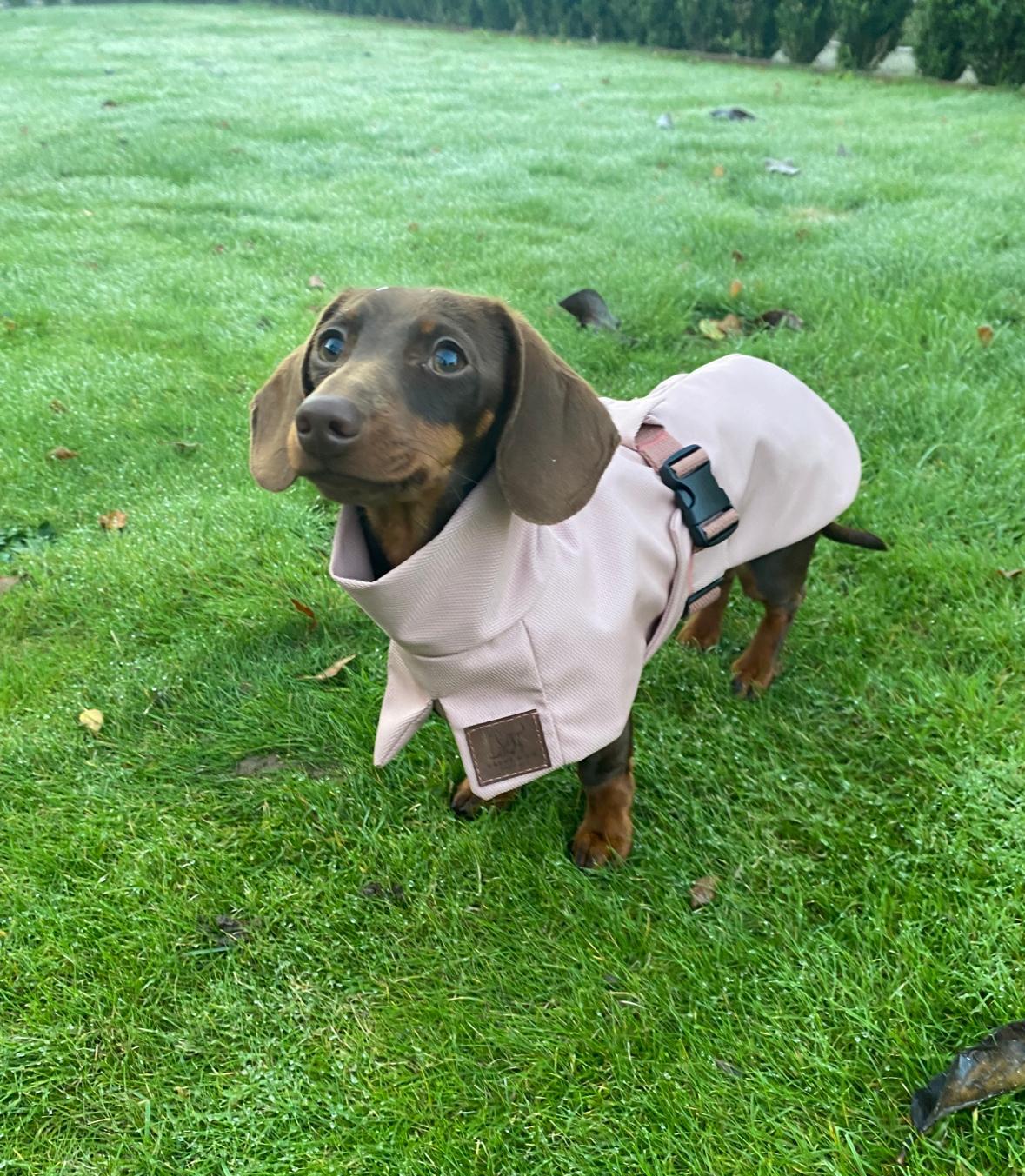 Pink Dachshund Coat