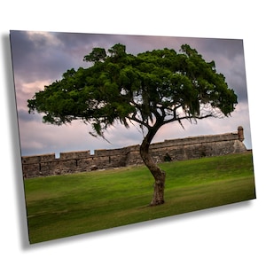 Castillo de San Marcos I - St. Augustine Historic Fort Sunset Tree Florida Nature Landscape Travel Gift Wall Art Print/Canvas/Acrylic/Metal