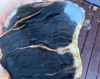 Willamette River Petrified Wood-999