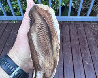 化石化した木-201