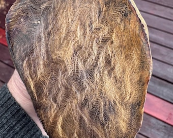 Madera petrificada del río Willamette-11