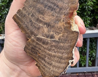 Versteend hout-815