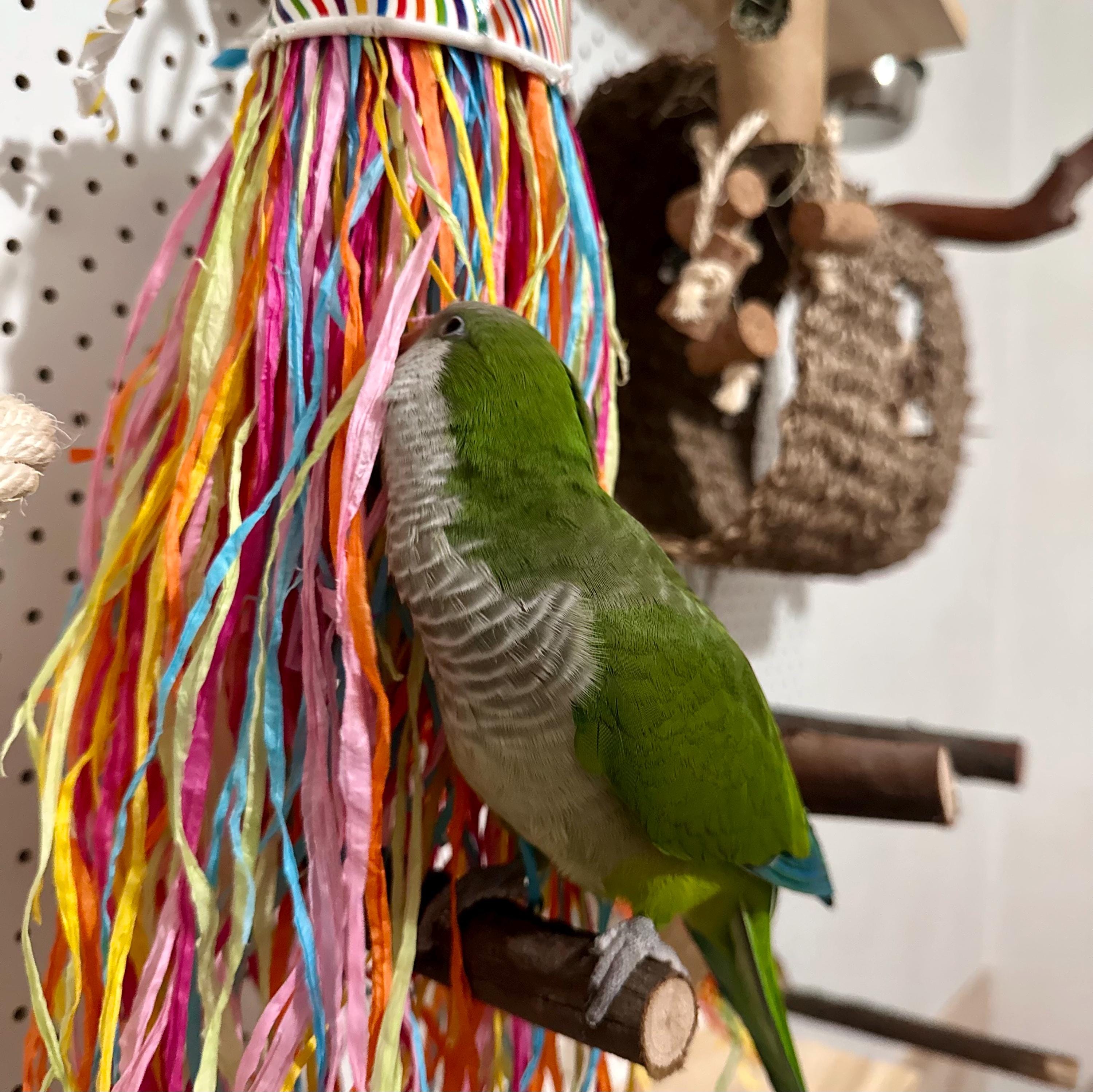 Rainbow Jellyfish || Bird Toy || Preening || Shredding || Hand