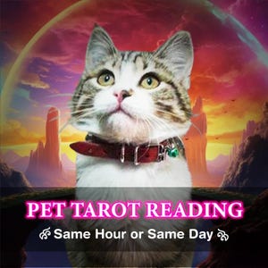PET-tarotlezing, paranormale PET-lezing, zo gedetailleerd diepgaande lezing, medium PET-lezing, diepgaande levende huisdier paranormale lezing, hetzelfde uur of dezelfde dag