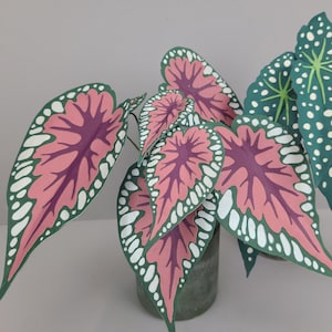 Begonia Rex TEMPLATE SVG (solo file digitale)