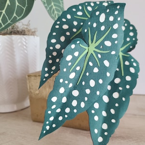 Begonia Maculata Polka Dot MODELLO SVG (solo file digitale)