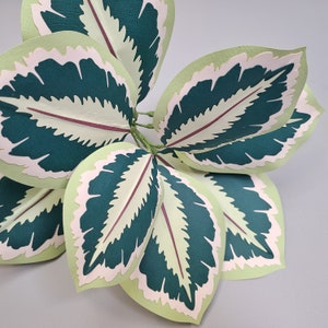 Calathea Medaillon VORLAGE SVG (nur digitale Datei)