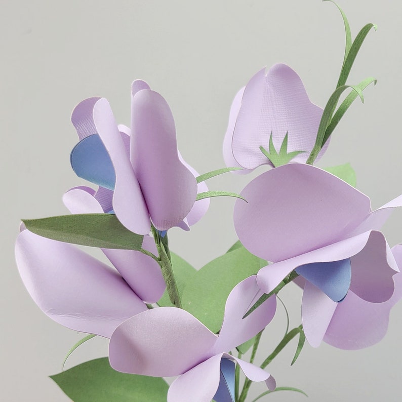 Free Free 164 Sweet Pea Svg Files SVG PNG EPS DXF File