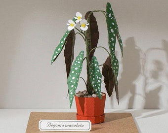Begonia Maculata - DIY Paper Sculpture Kit - Papercutting / Paper Craft - Crafting Kit