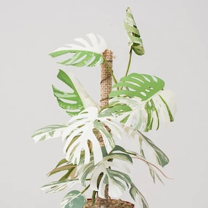 Monstera Deliciosa var borsigiana Albo variegated - DIY Paper Sculpture Kit - Papercutting / Paper Craft - Crafting Kit