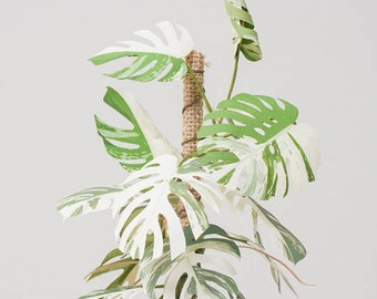 Monstera Deliciosa var borsigiana Albo variegated - DIY Paper Sculpture Kit - Papercutting / Paper Craft - Crafting Kit