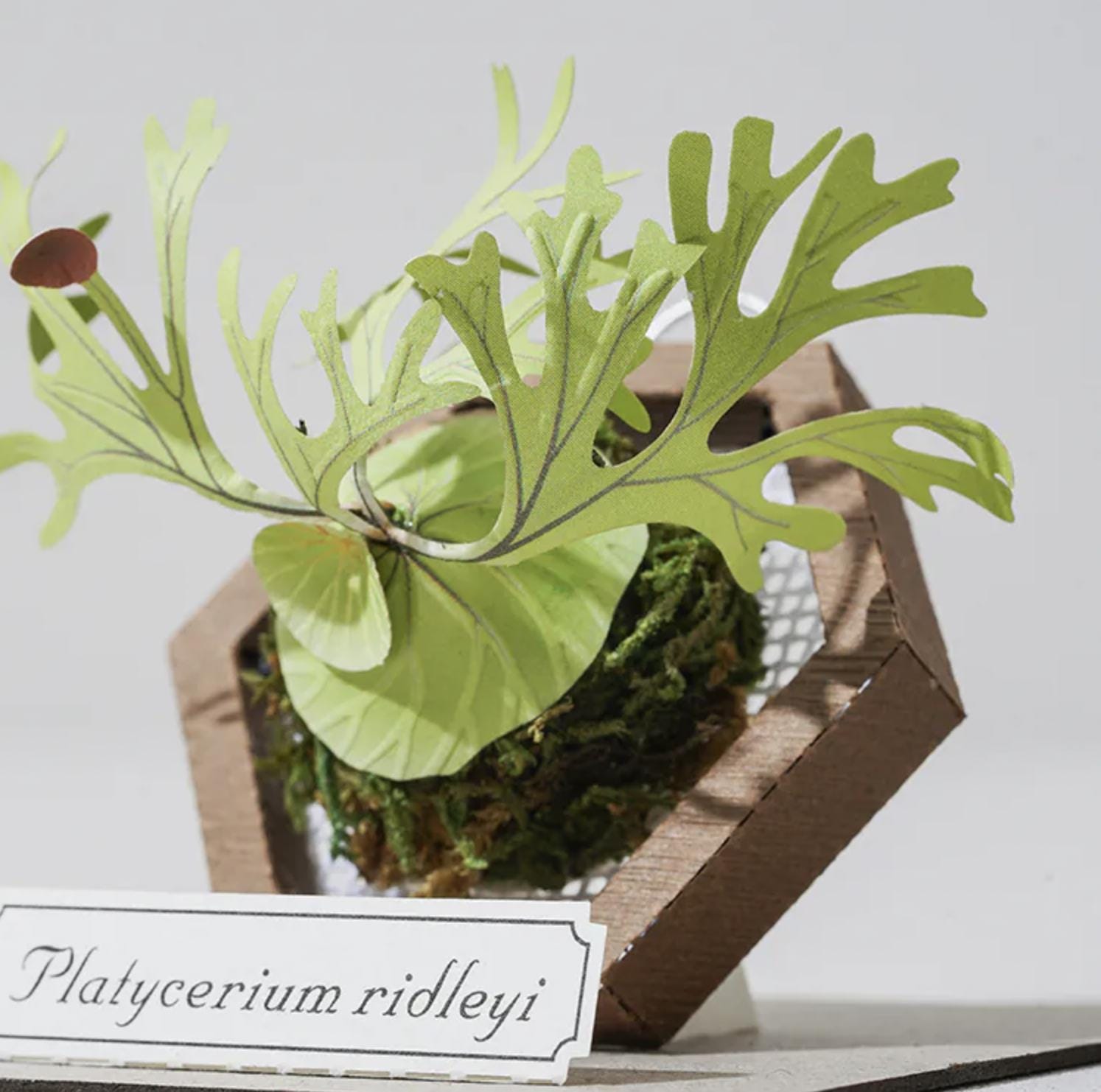 Platycerium Ridleyi / Ridley's Staghorn Fern - Miniature DIY
