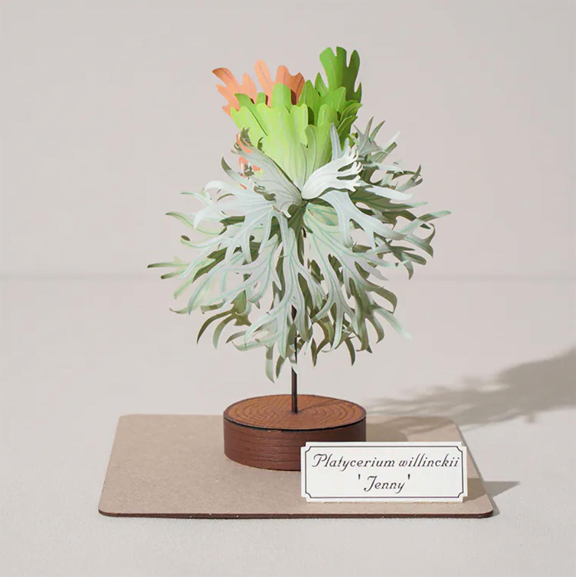 Platycerium Willinckii Dwarf - Etsy