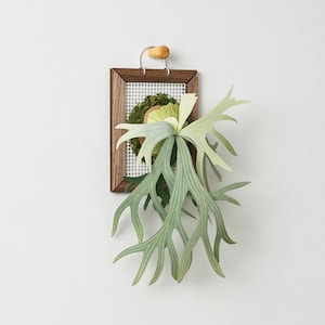 Staghorn Felci / Platycerium - Kit di creazione di sculture di carta fai da te in miniatura