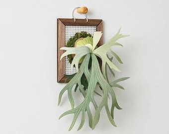 Staghorn Ferns / Platycerium - DIY Paper Sculpture / Papercutting / Paper Crafting Kit