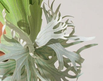 P. willinckii ’Jenny’ TC 1615 Platycerium willinckii 'Jenny' TC | website