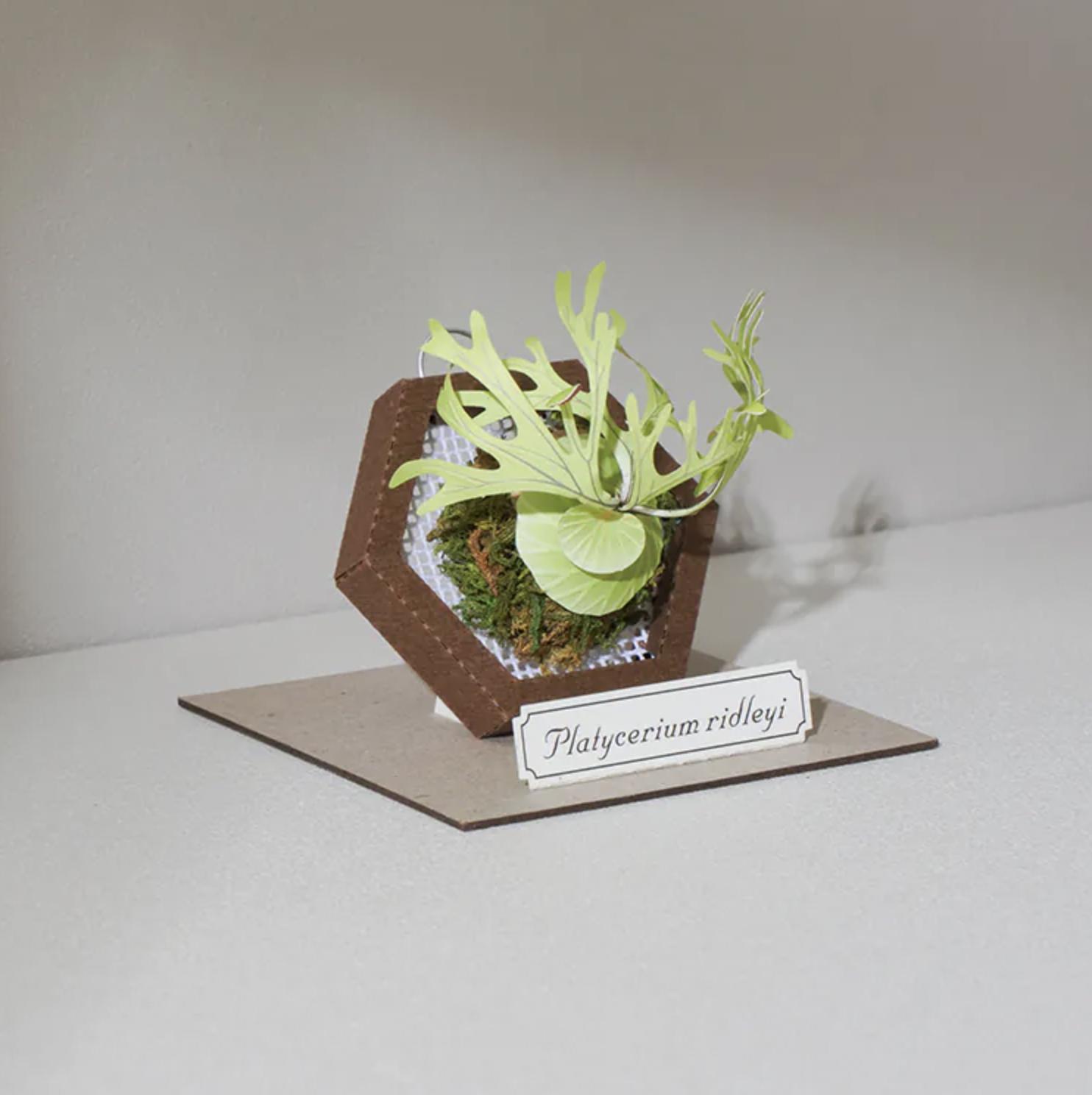 Platycerium Ridleyi / Ridley's Staghorn Fern - Miniature DIY