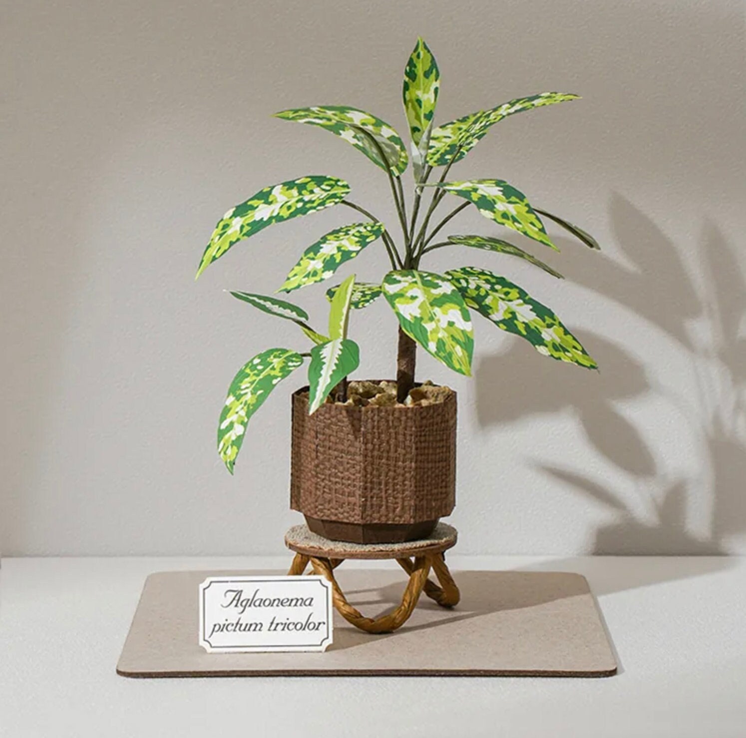 Aglaonema Tricolor - Etsy