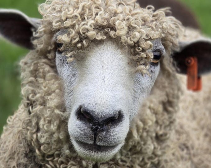 Leciester Longwool Yarn