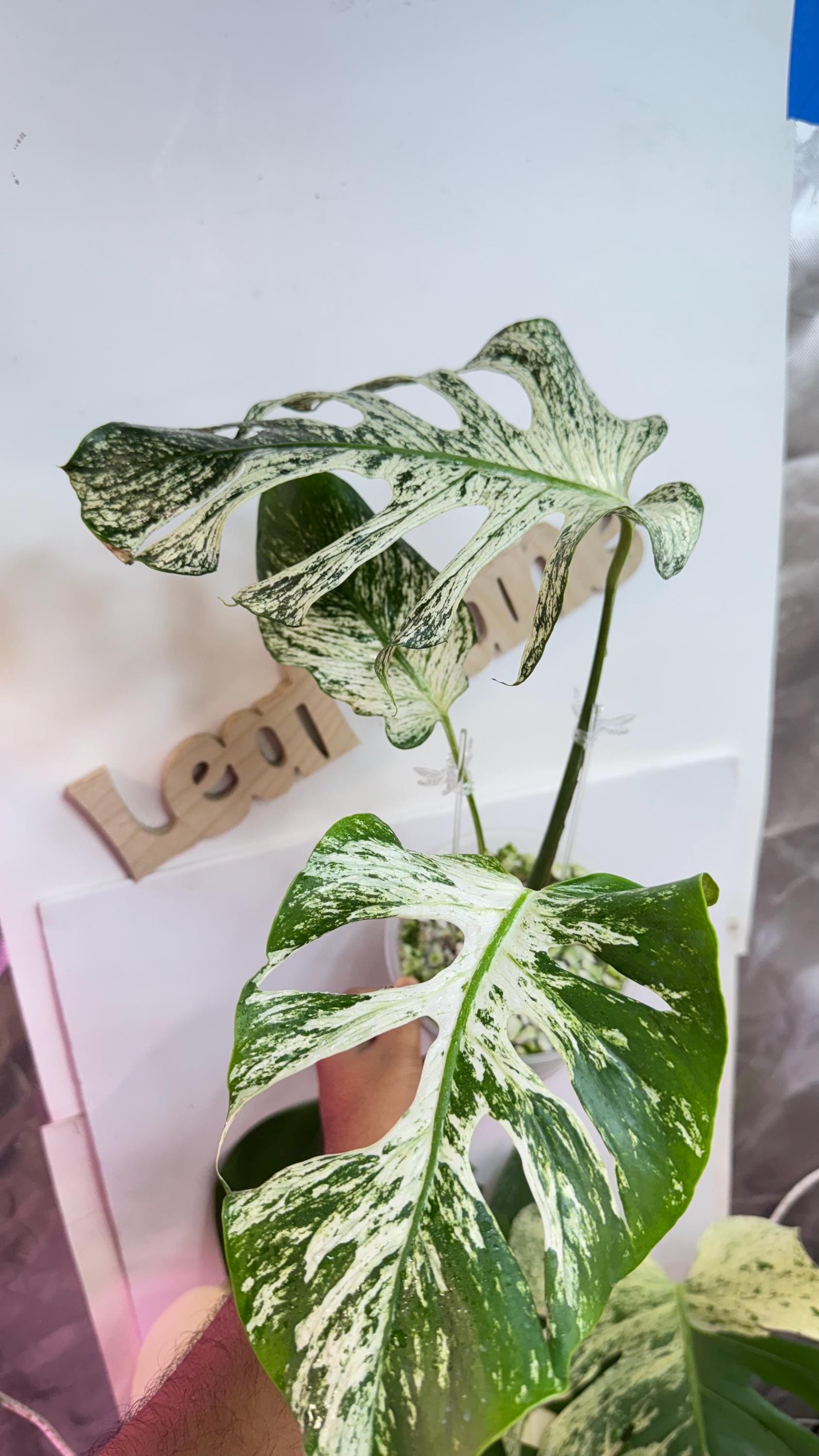 Monstera devil monster - Etsy 日本