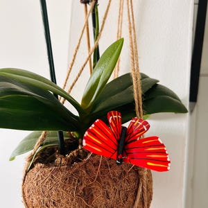 May include: A green orchid plant in a coconut husk planter with a red and yellow butterfly decoration hanging from the planter.