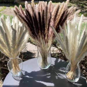 May include: Three clear glass vases each hold a different color of dried pampas grass. The pampas grass colors are cream, light brown, and dark brown. The vases are on a gray table in the sunlight.