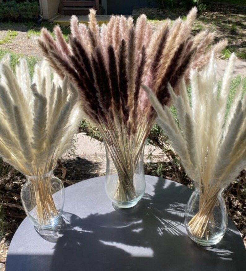 May include: Three clear glass vases each hold a different color of dried pampas grass. The pampas grass colors are cream, light brown, and dark brown. The vases are on a gray table in the sunlight.