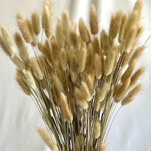 Peut inclure: Un bouquet d'herbe de queue de lapin séchée. L'herbe duveteuse de couleur beige a un aspect doux et texturé. Les tiges sont fines et vertes, créant une esthétique naturelle et rustique. L'arrangement est sur fond blanc.