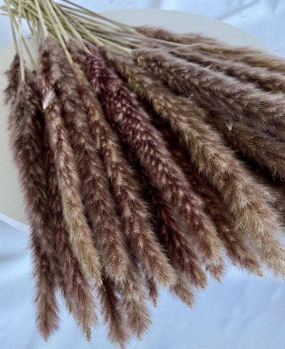 Brown Pampas Grass 24" – Boho Wedding Decor, Dried Floral Bouquet, Farmhouse Rustic Home Decor