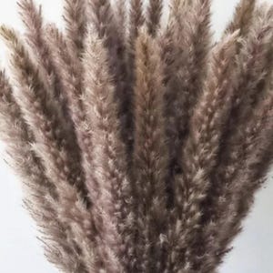 May include: A bundle of dried pampas grass plumes in shades of brown and beige. The feathery plumes are densely packed together, creating a full and textured appearance. The dried grass is a popular choice for home decor.