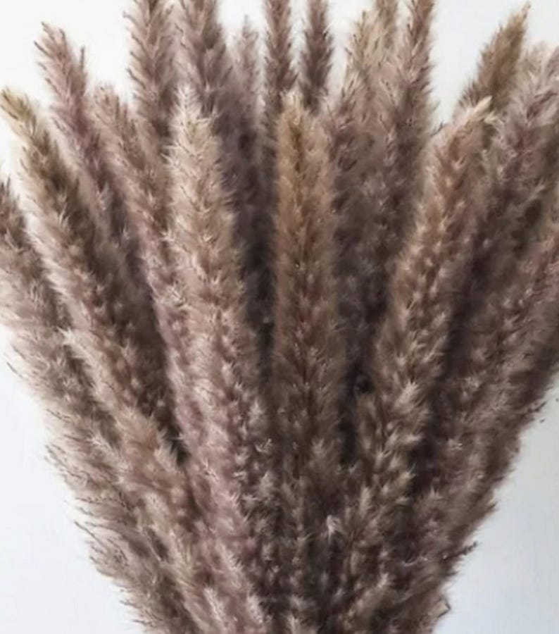 May include: A bundle of dried pampas grass plumes in shades of brown and beige. The feathery plumes are densely packed together, creating a full and textured appearance. The dried grass is a popular choice for home decor.
