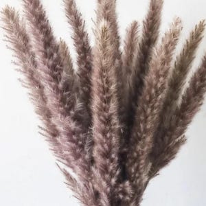 May include: A bundle of dried pampas grass plumes in shades of brown and mauve against a white background. The feathery plumes are arranged in a fan shape, creating a soft, textured appearance. This decorative grass is suitable for home decor.