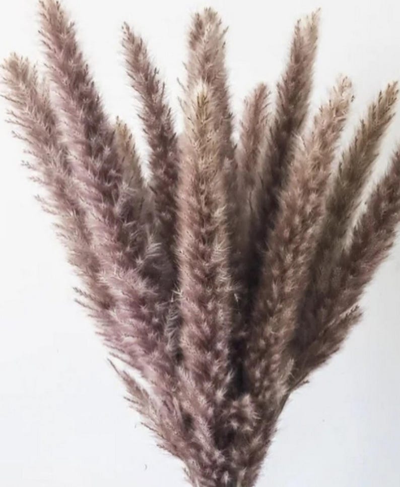 May include: A bundle of dried pampas grass plumes in shades of brown and mauve against a white background. The feathery plumes are arranged in a fan shape, creating a soft, textured appearance. This decorative grass is suitable for home decor.