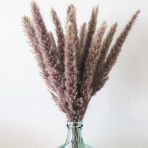 May include: A bouquet of dried pampas grass in a clear glass vase. The feathery plumes are a muted mauve color, with a soft, textured appearance. The vase has a wide base and a narrow neck. The background is a plain white.