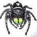 see more listings in the Arachnids /Insects/Other section