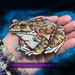 see more listings in the Reptiles / Amphibians  section