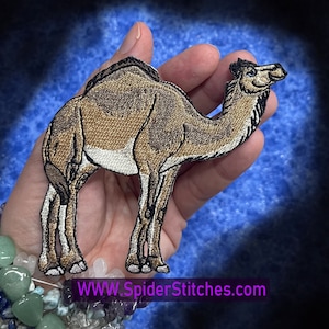 Strykmärken med dromedarkamel, arabisk enpuckelkamel, Camelus dromedarius