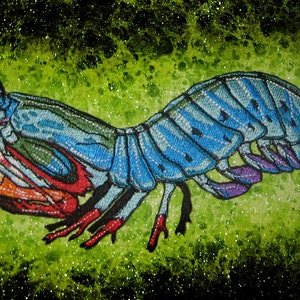 Rainbow Peacock Mantis Shrimp Odontodactylus scyllarus Iron on patch