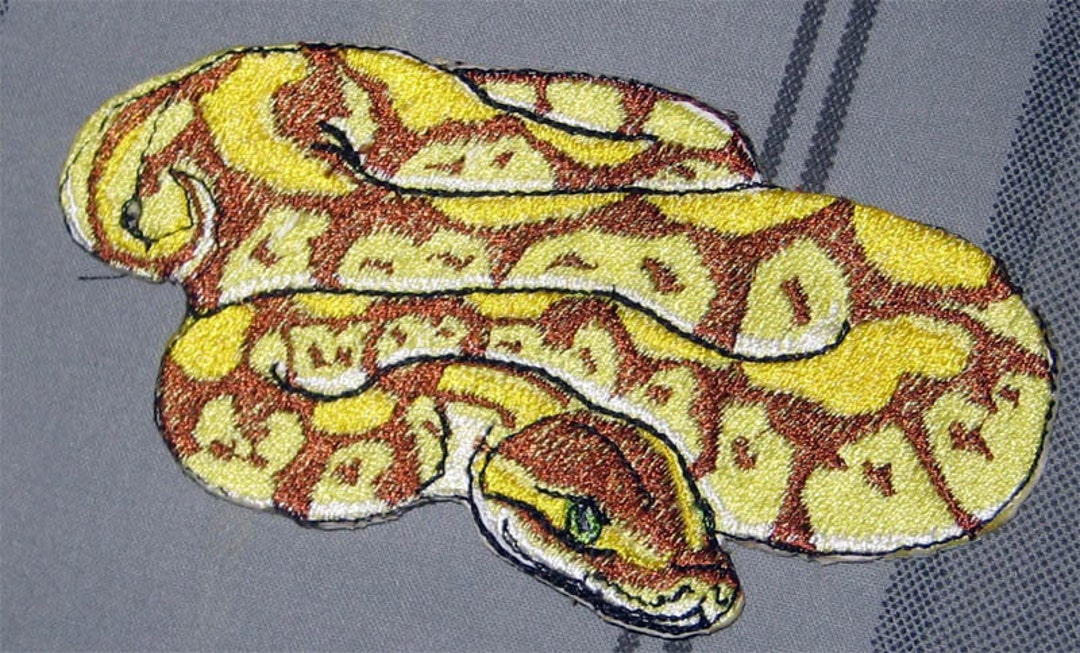 Awesome Royal Pastel Ball Python Snake python Regius Serpent Pet Iron ...