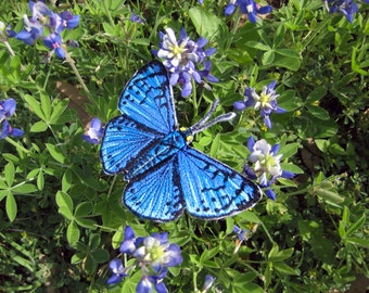 Blue Metalmark Butterfly Lasaia sula Iron on or Sew on Patch