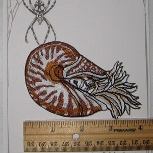 Chambered Nautilus Nautilus pompilius Iron on patch or Sew on Patch cephalopod Shell image 2