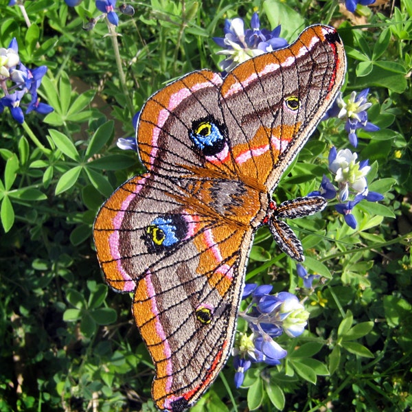 Mariposa Polyphemus Antheraea polyphemus Passar ou costurar um remendo
